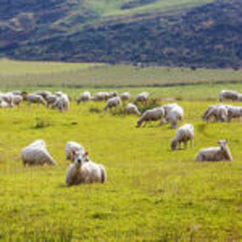 Hayvancılık Sektöründe RFID