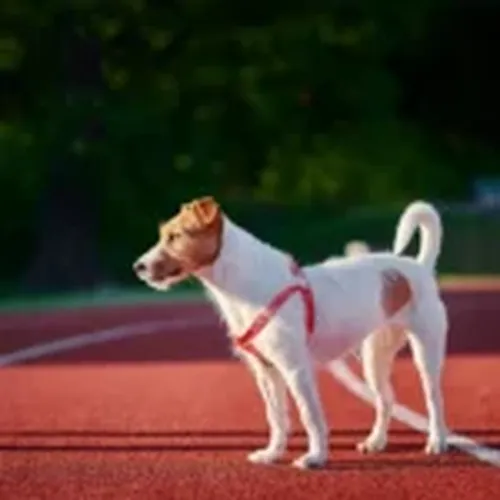 RFID hayvan çip İle hayvan takibi